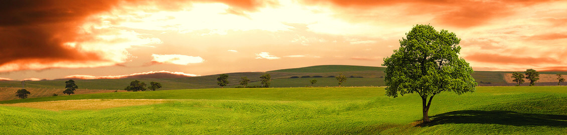 green field sunset