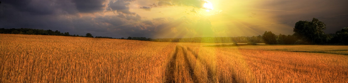 wheat field with sun