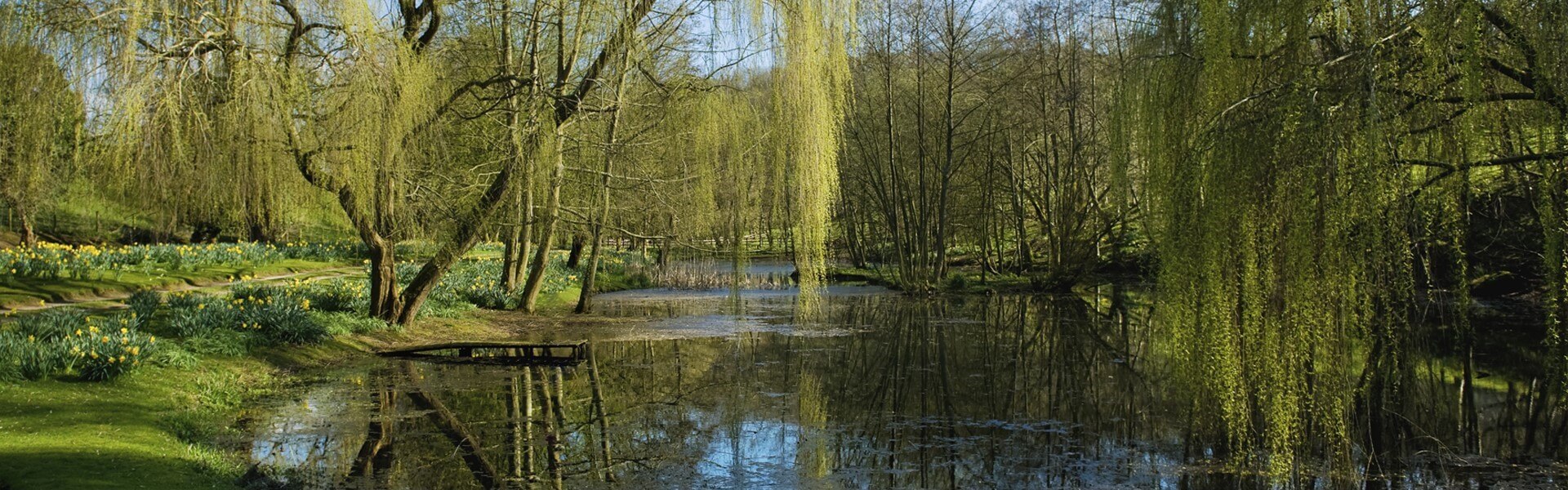 Willow Creek Background